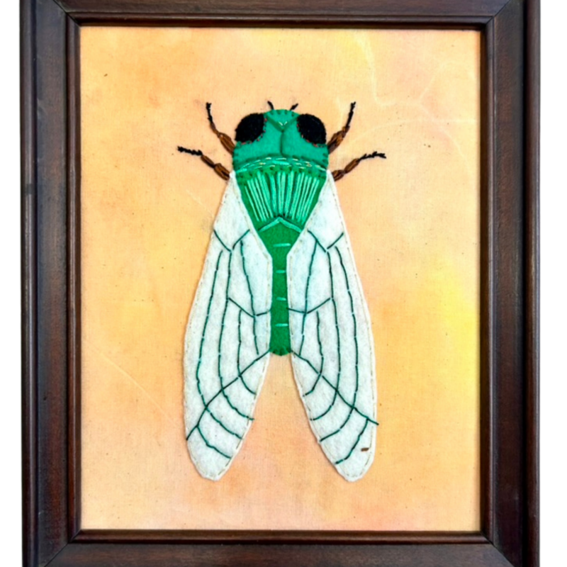Cicada