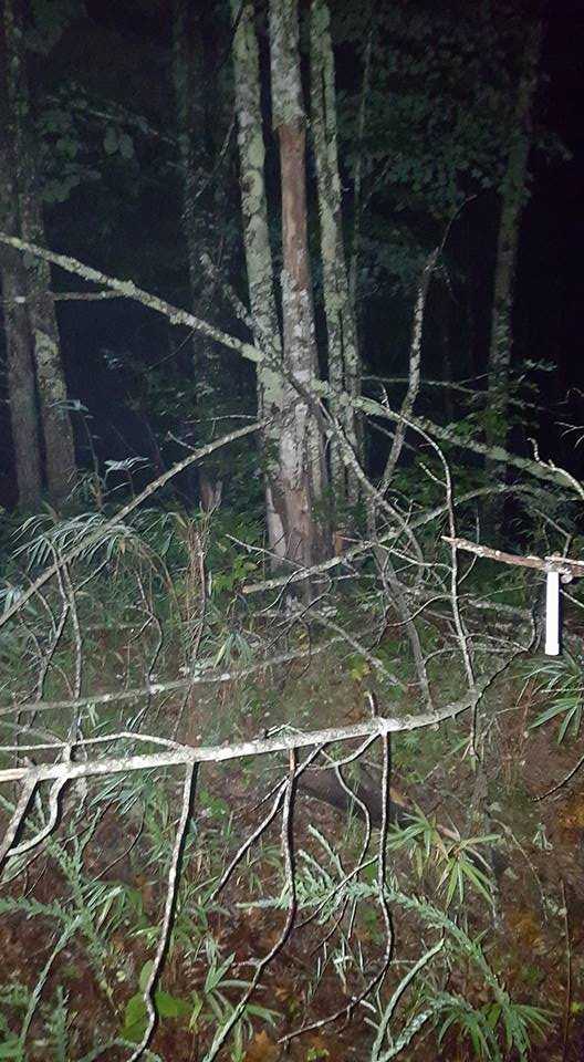 Photograph provided by Bigfoot 911 to 2017 news reports showing the forested area where the group said it encountered Bigfoot; no animal appears in the picture.