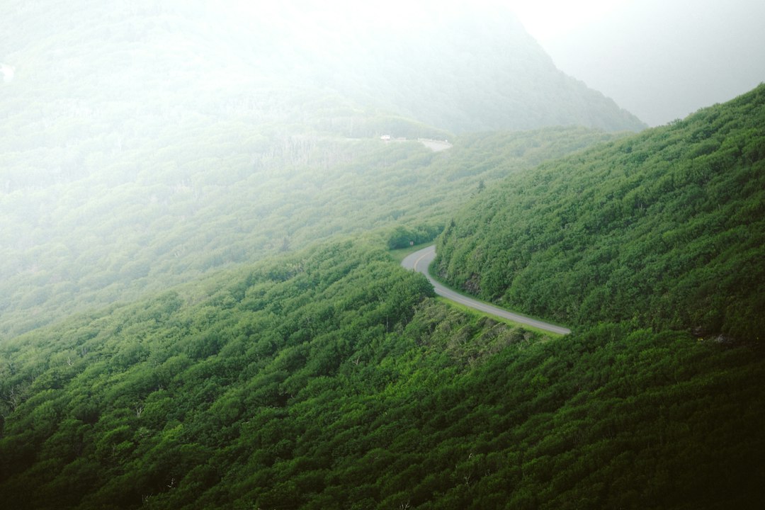 Winding road in the Blue Ridge mountains of North Carolina, an illustrative photograph, not a specific Bigfoot location. Photo by Wes Hicks/Unsplash.