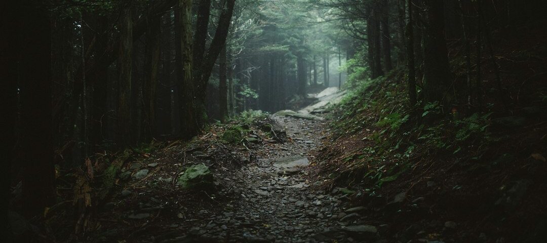 A dark and thick Appalachian forest; illustrative landscape, not the location of the alleged August 2017 McDowell County Bigfoot encounter. Photograph by Wes Hicks/Unsplash.