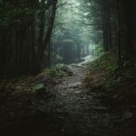 A dark and thick Appalachian forest; illustrative landscape, not the location of the alleged August 2017 McDowell County Bigfoot encounter. Photograph by Wes Hicks/Unsplash.