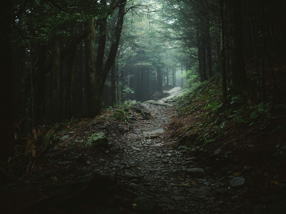 A dark and thick Appalachian forest; illustrative landscape, not the location of the alleged August 2017 McDowell County Bigfoot encounter. Photograph by Wes Hicks/Unsplash.
