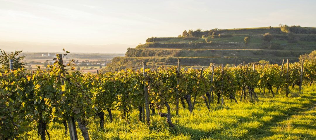 Rows of grapevines in golden late-day light; illustrative photograph, not the site of the reported Alexander County encounter