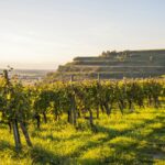 Rows of grapevines in golden late-day light; illustrative photograph, not the site of the reported Alexander County encounter