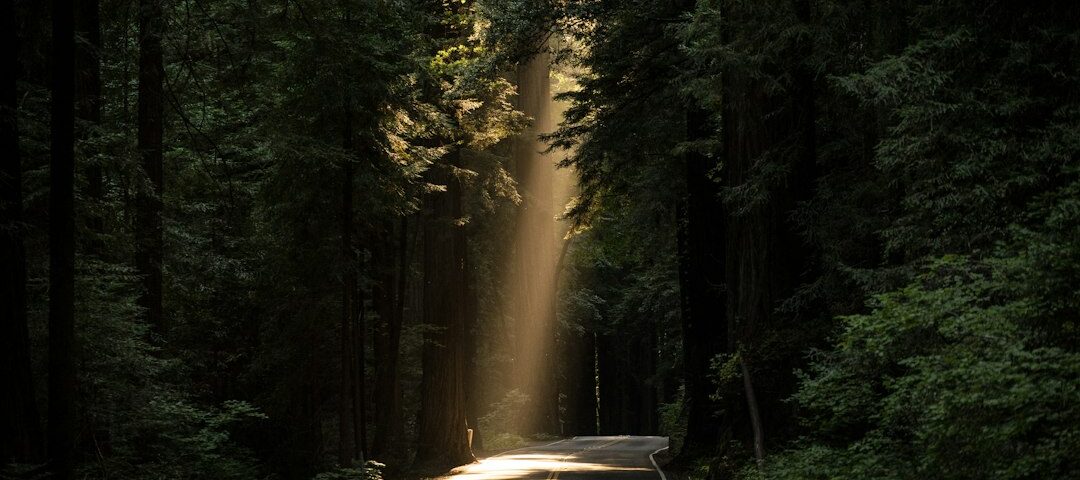 Sunbeams illuminating a wooded trail; illustrative forest image, not Tim Peeler's actual property