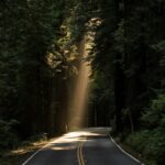 Sunbeams illuminating a wooded trail; illustrative forest image, not Tim Peeler's actual property