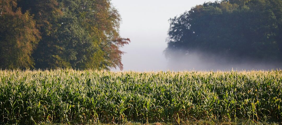 Early morning mist over a rural cornfield; illustrative photograph, not the 1978 Wilbar, North Carolina, sighting location