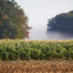 Early morning mist over a rural cornfield; illustrative photograph, not the 1978 Wilbar, North Carolina, sighting location