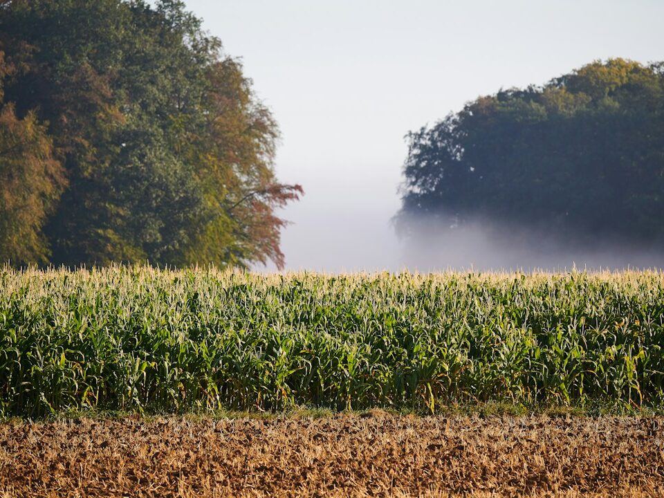 Early morning mist over a rural cornfield; illustrative photograph, not the 1978 Wilbar, North Carolina, sighting location