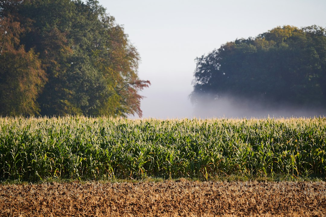 Editorial illustration for The cornfield encounter; see article for source and context