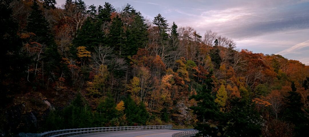 Two-lane paved country roadway through woods under an overcast sky; atmospheric illustration, not Highway 64 or the alleged Bigfoot crossing